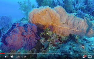 divers-lodge-hurghada-video-giftun-arch-1